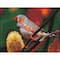 Diamond Dotz® Intermediate Gouldian Finch Pre-Framed Diamond Painting Kit
